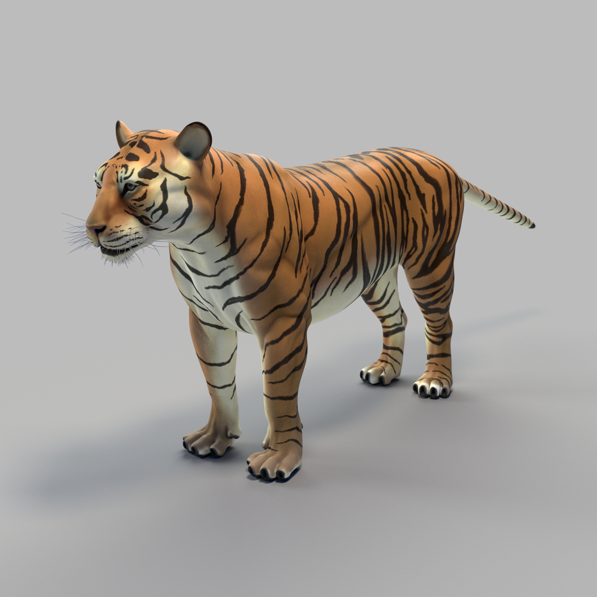 Bengal Tiger Rig