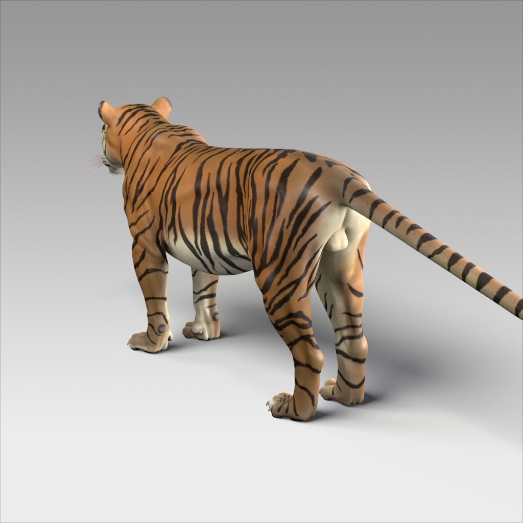 Bengal Tiger Rig