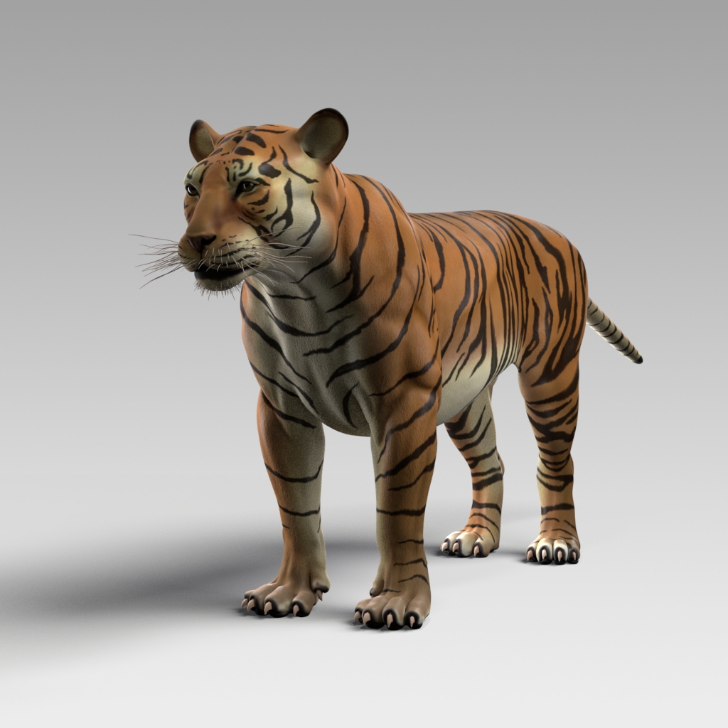 Bengal Tiger Rig