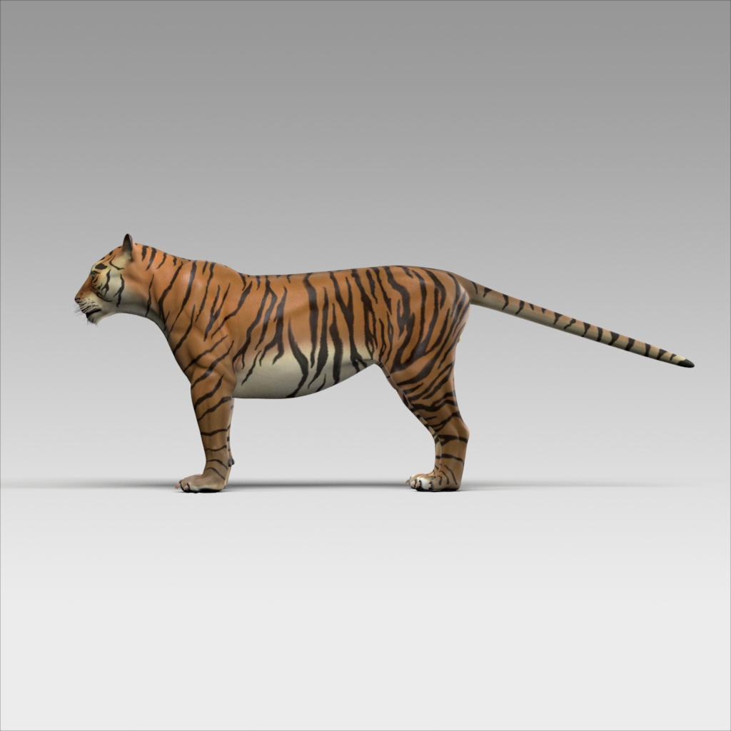 Bengal Tiger | 3D model